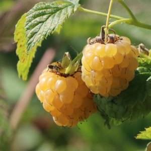 Malina žltá (Rubus idaeus) 'GOLDEN BLISS' ®, výška: 20-40 cm, P9